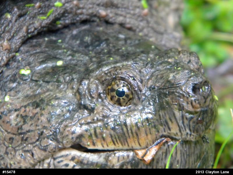 Snapping Turtle