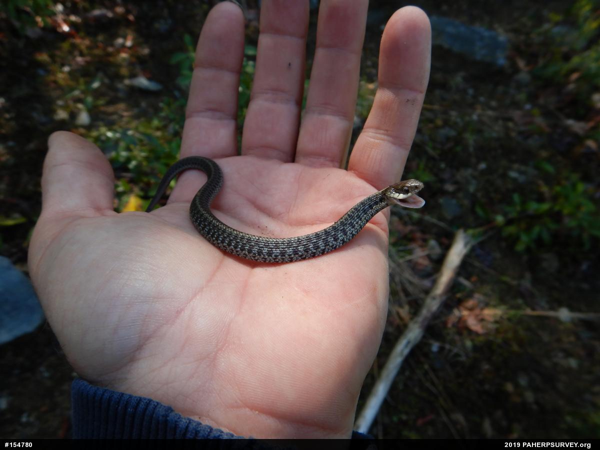Eastern Gartersnake