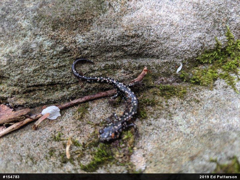 Northern Slimy Salamander