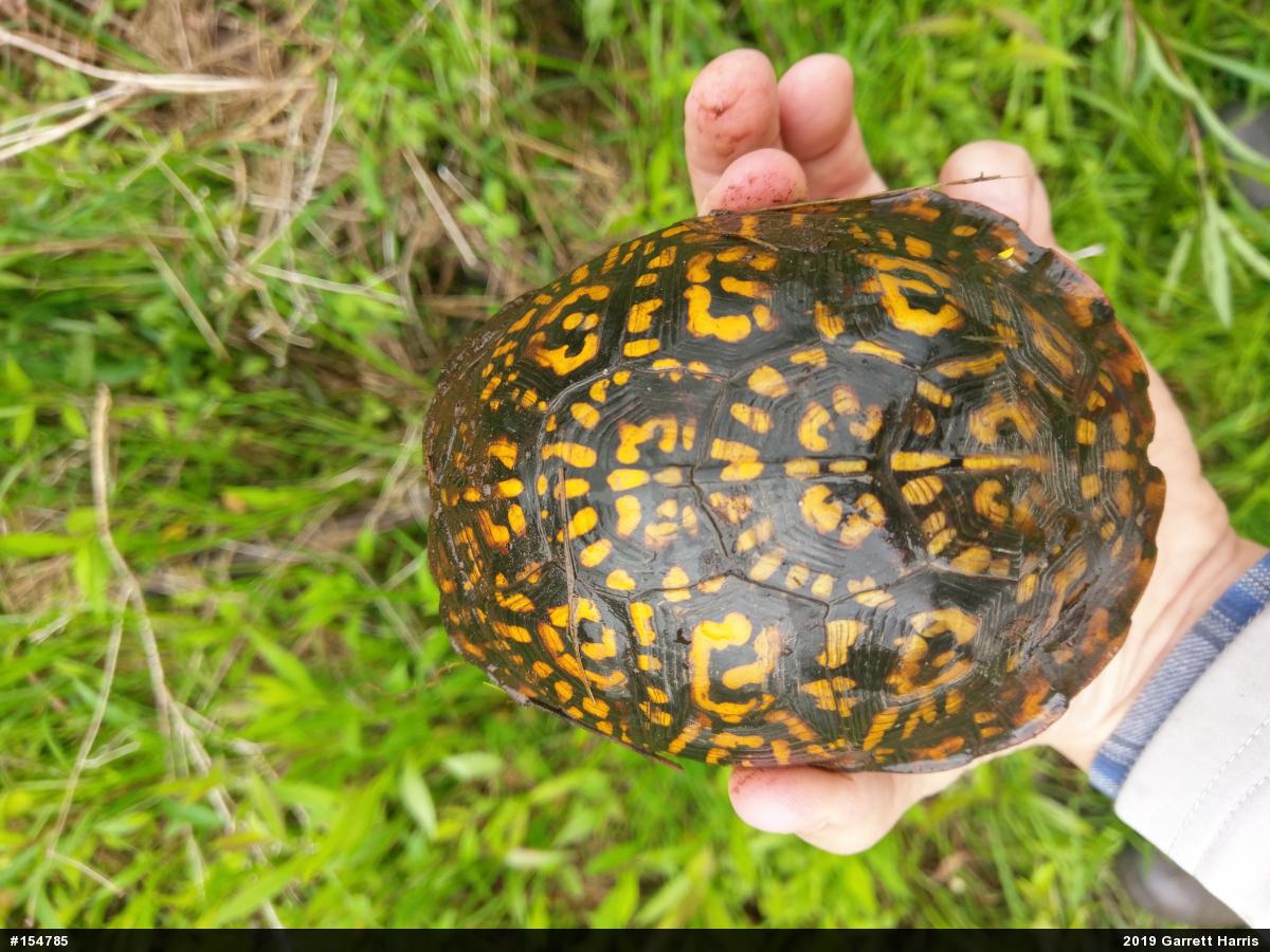 Eastern Box Turtle