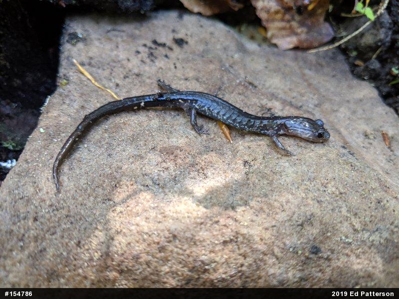 Wehrle's Salamander