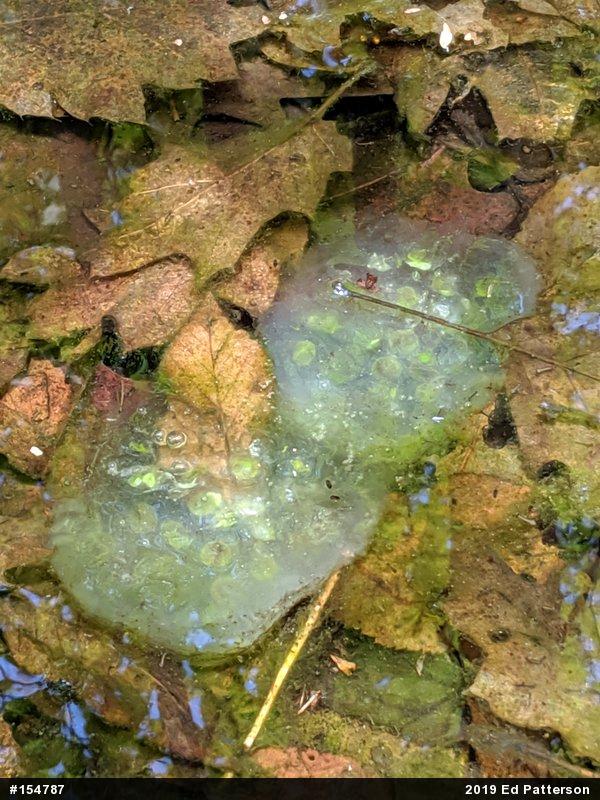 Spotted Salamander