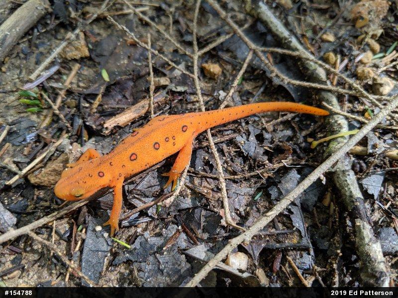 Red-spotted Newt