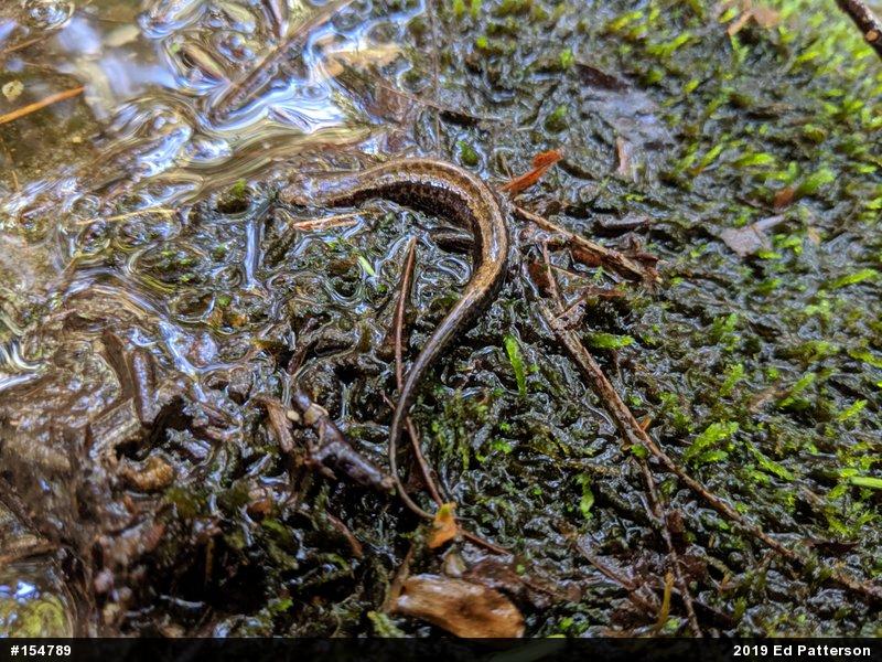 Allegheny Mountain Dusky Salamander