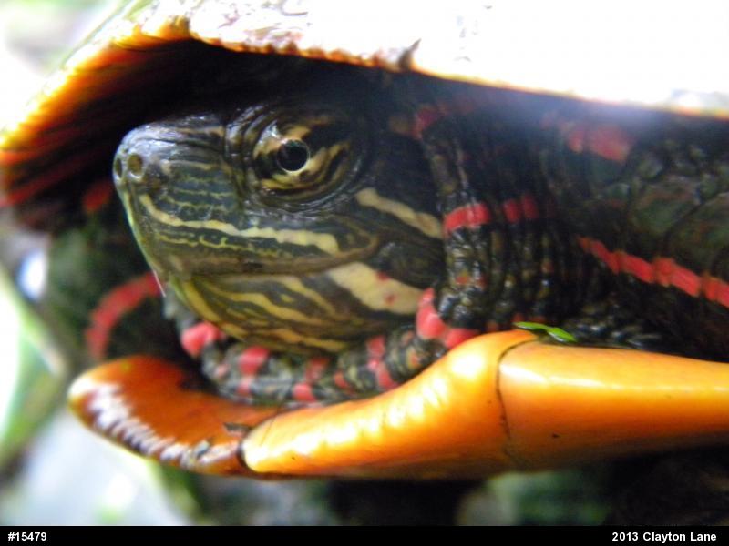 Eastern Painted Turtle