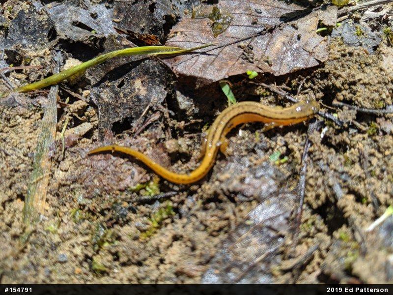 Northern Two-lined Salamander