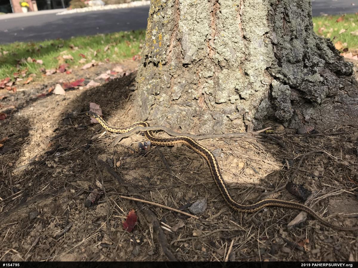 Eastern Gartersnake
