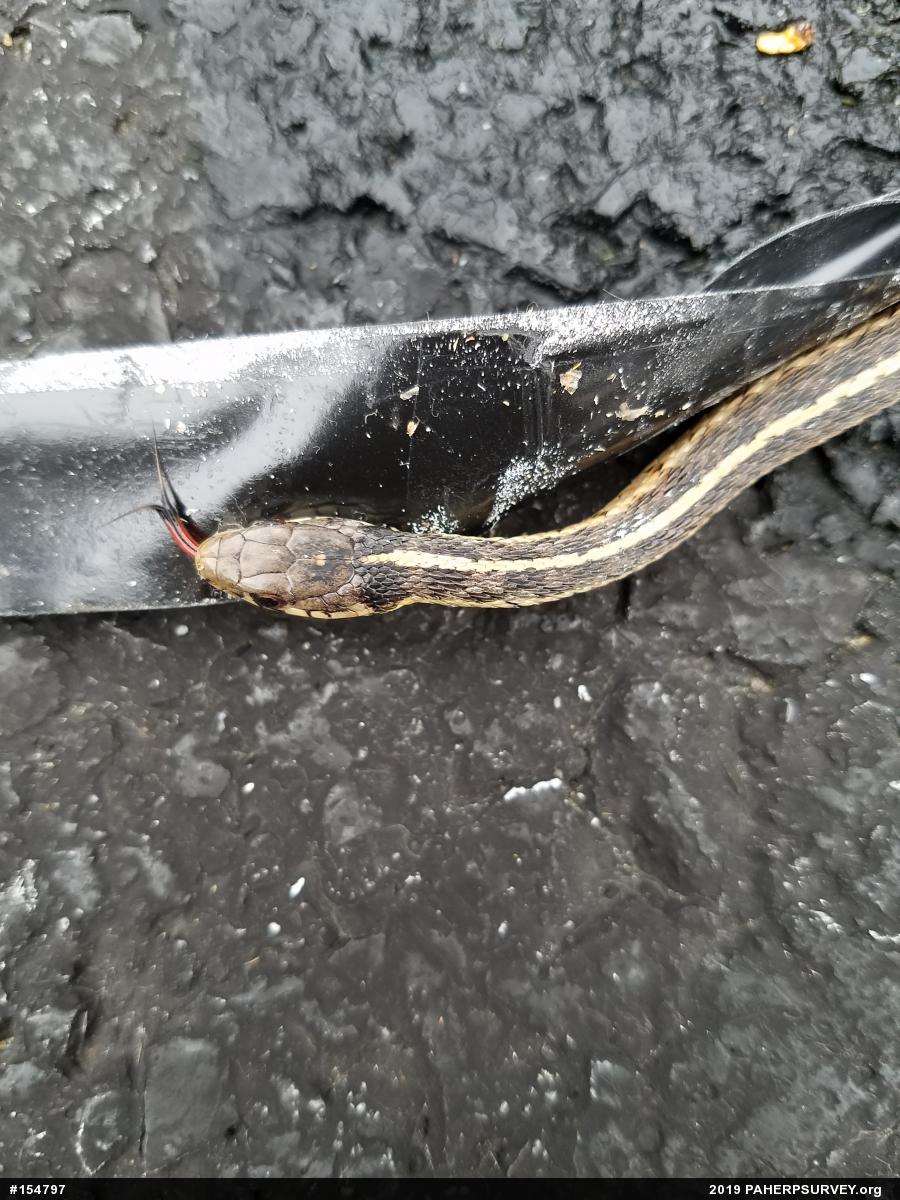 Eastern Gartersnake