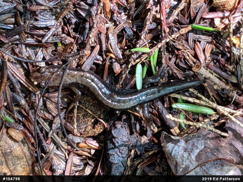 Allegheny Mountain Dusky Salamander