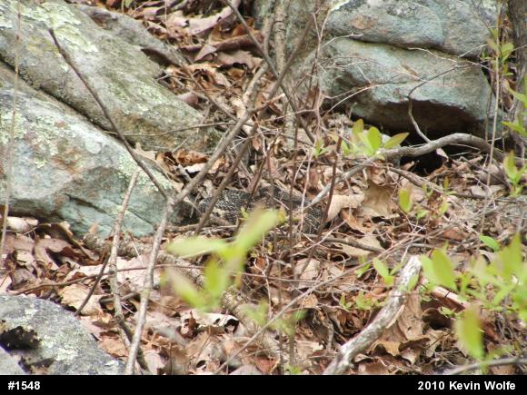 Timber Rattlesnake