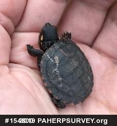 Painted Turtle