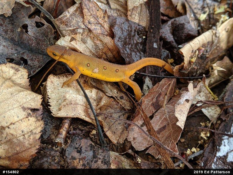 Red-spotted Newt