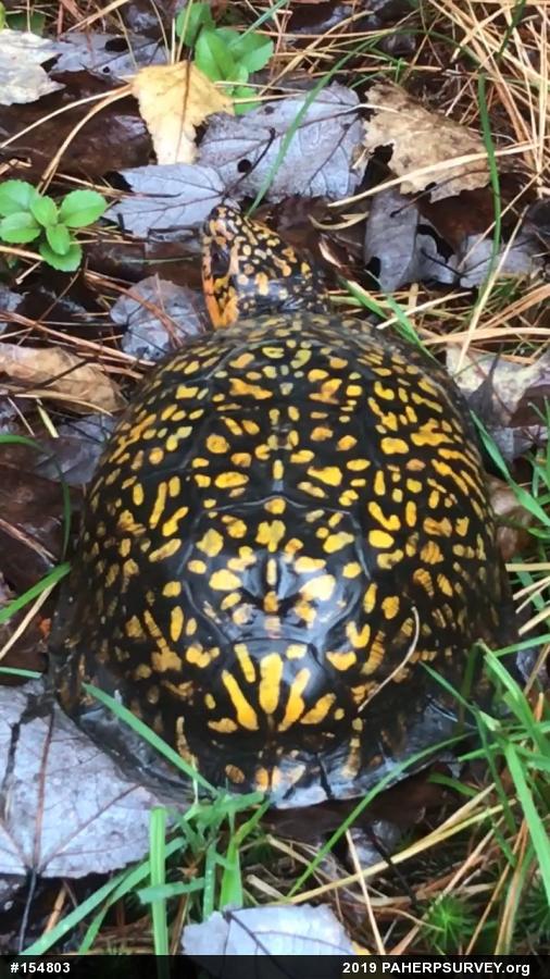 Eastern Box Turtle