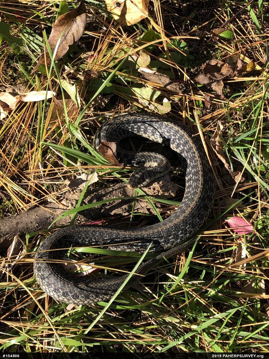 Eastern Gartersnake
