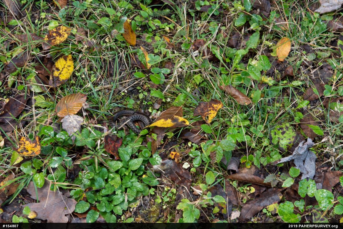 Eastern Gartersnake