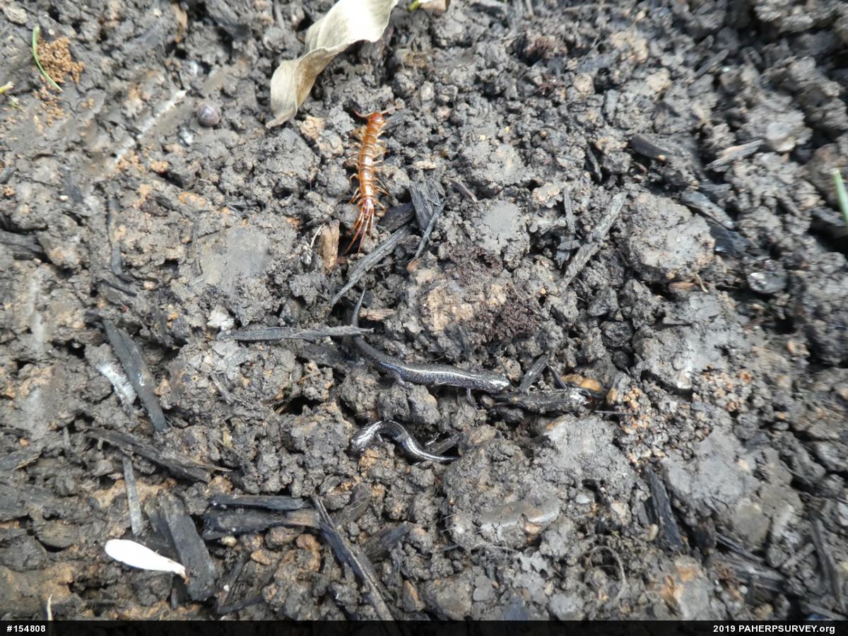 Eastern Red-backed  Salamander