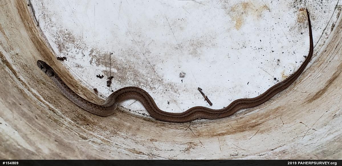 Dekay's Brownsnake