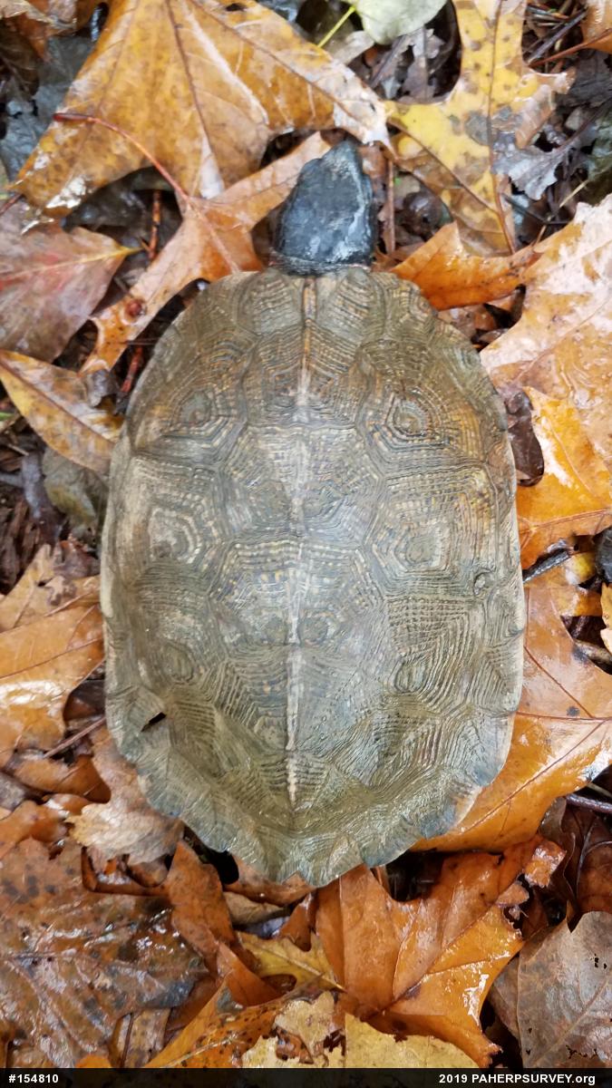 Wood Turtle