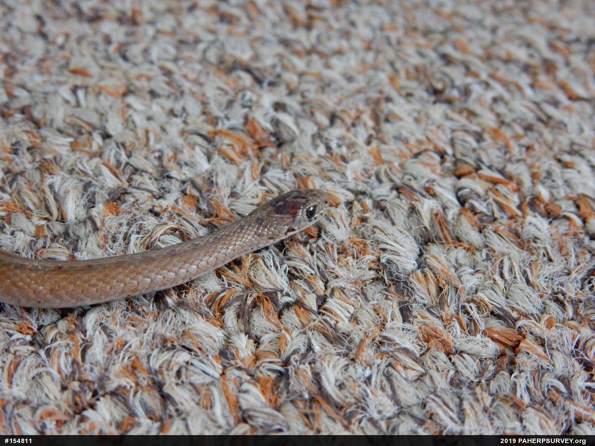 Dekay's Brownsnake