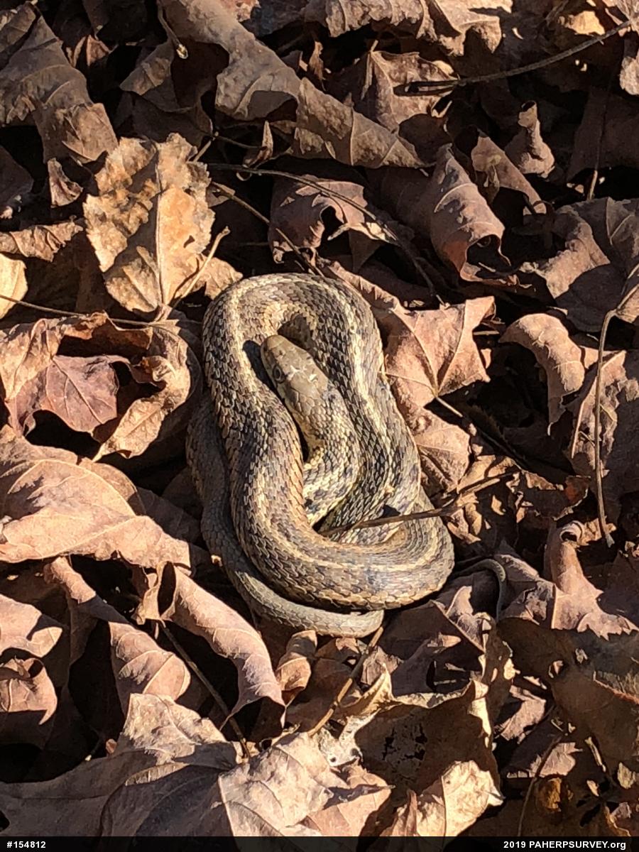 Eastern Gartersnake