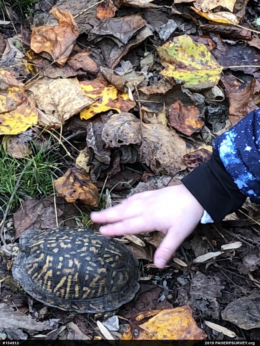 Eastern Box Turtle