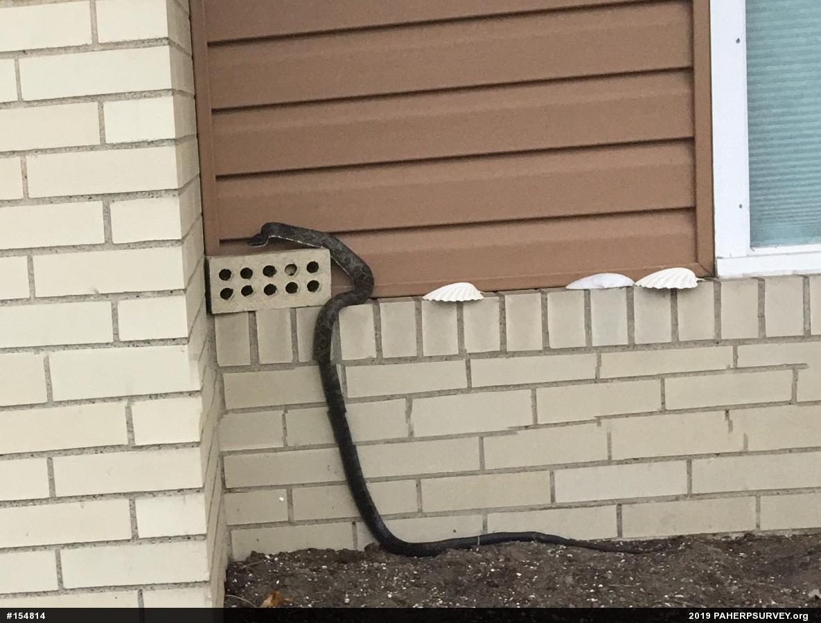 Eastern Ratsnake