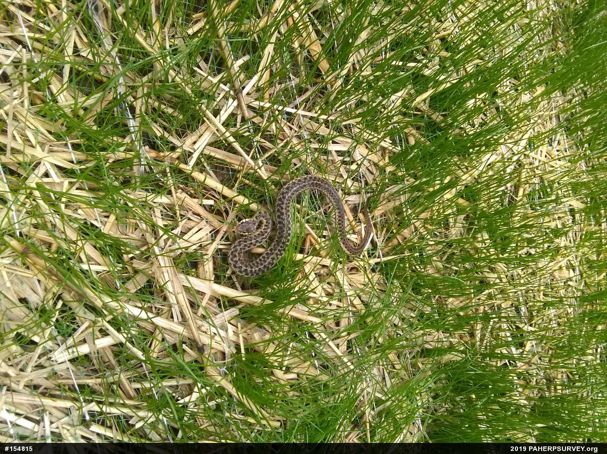 Eastern Gartersnake