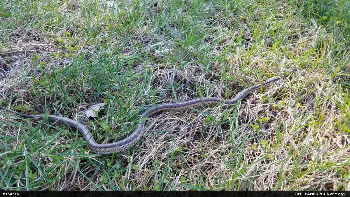 Eastern Gartersnake