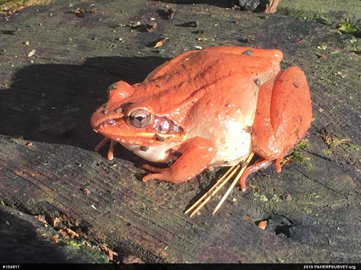 Wood Frog