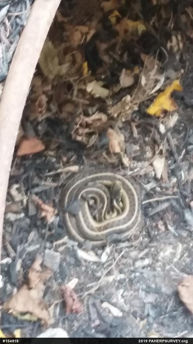 Eastern Gartersnake