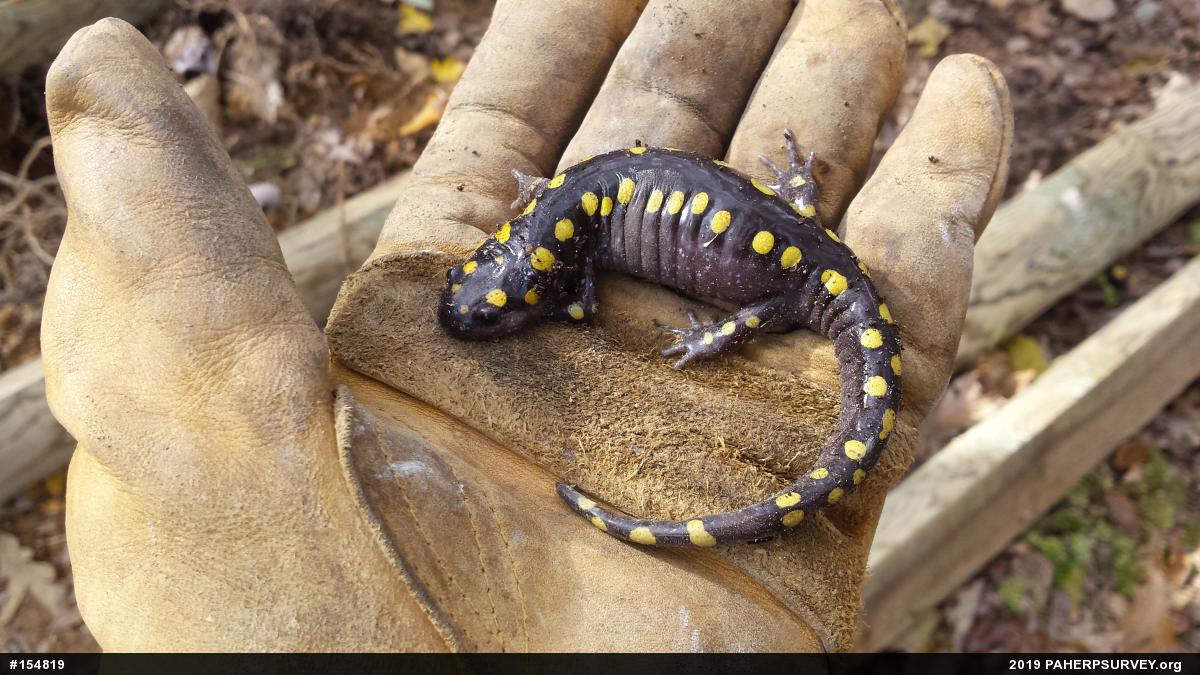 Spotted Salamander