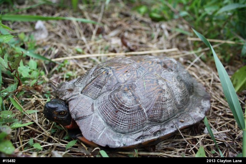 Wood Turtle
