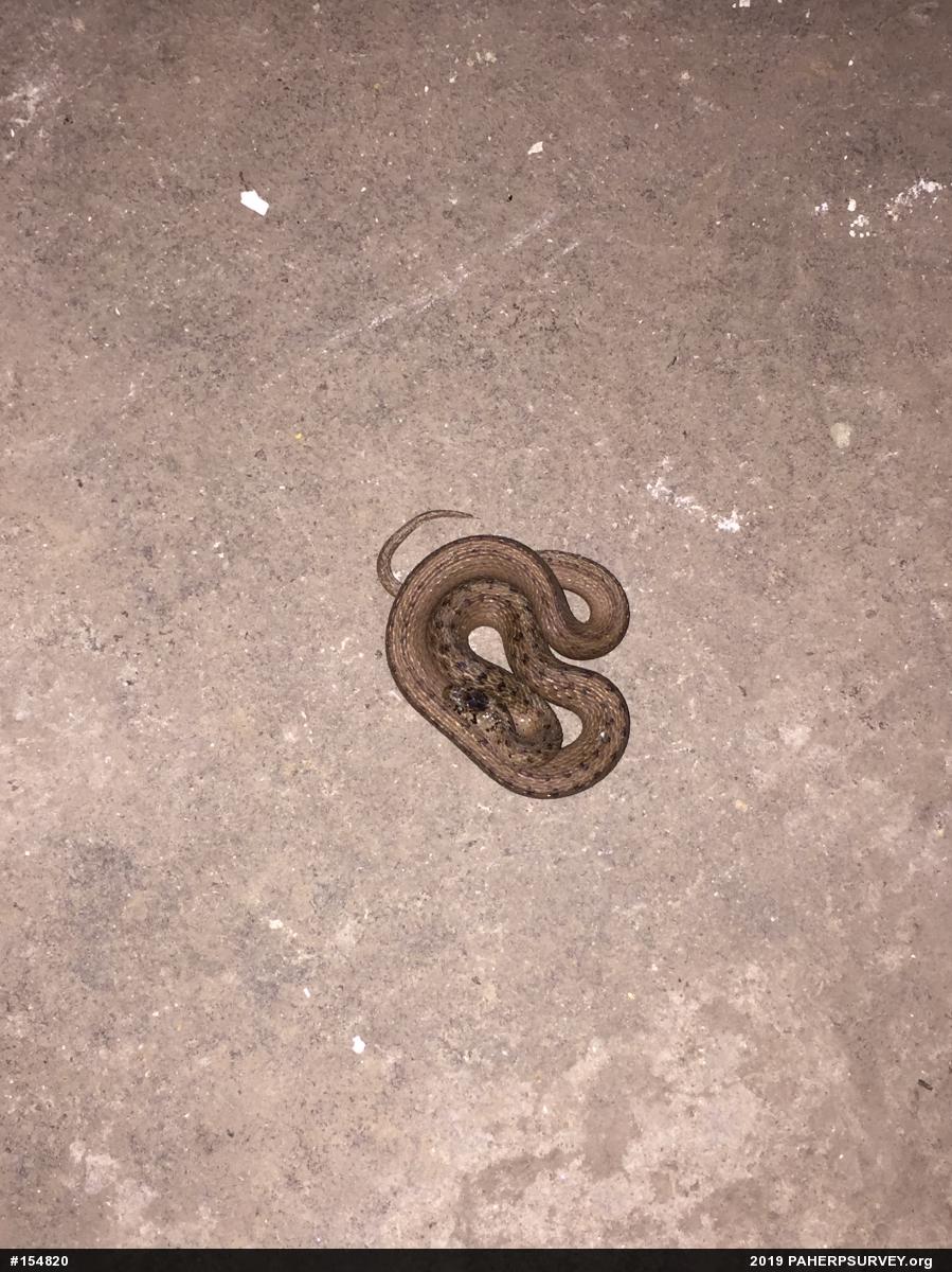 Dekay's Brownsnake