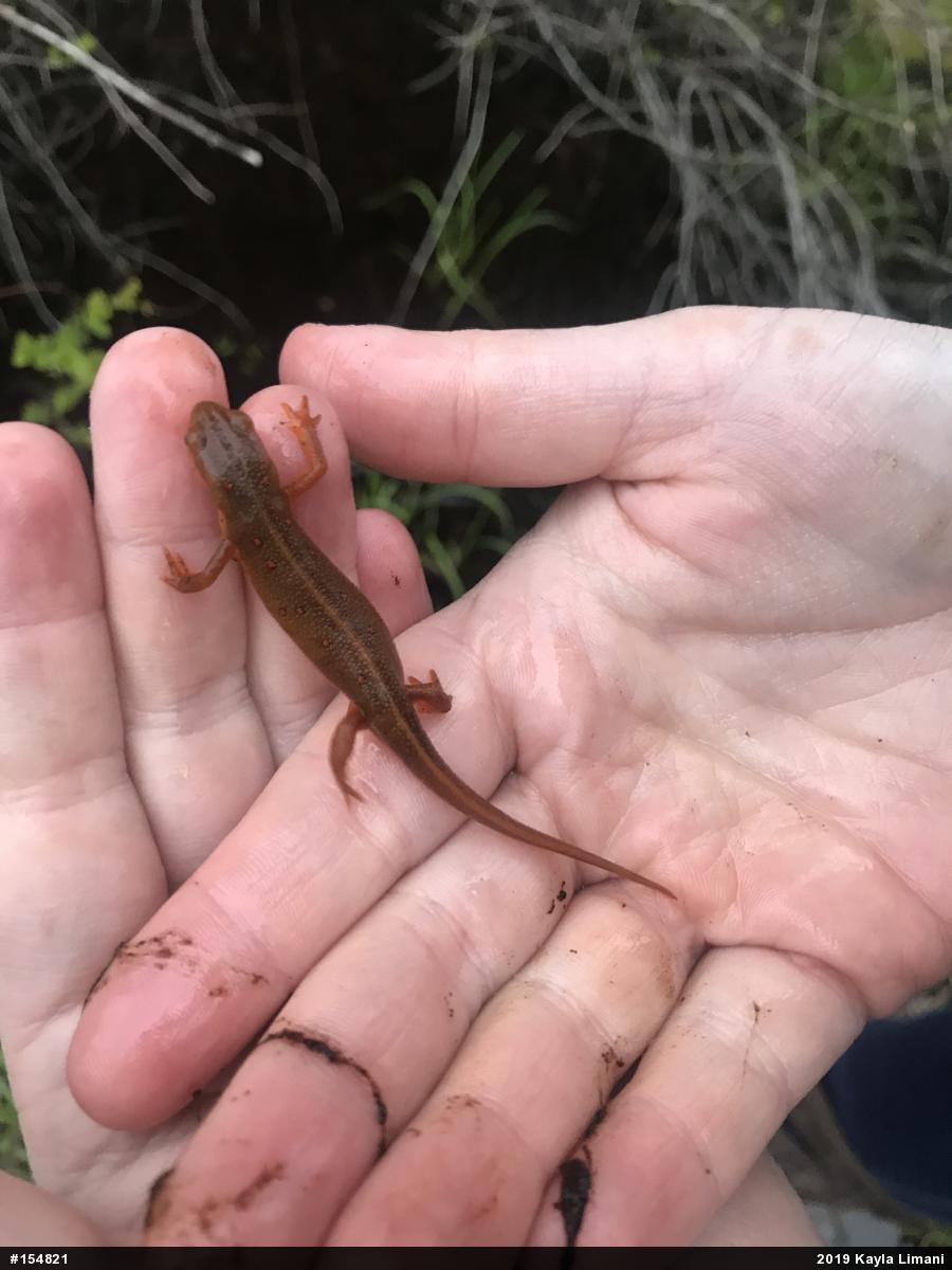 Red-spotted Newt
