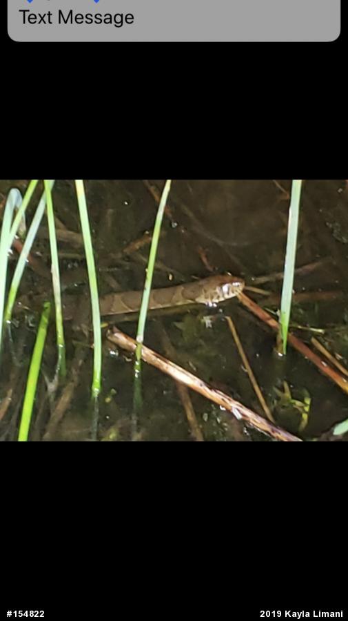 Northern Watersnake