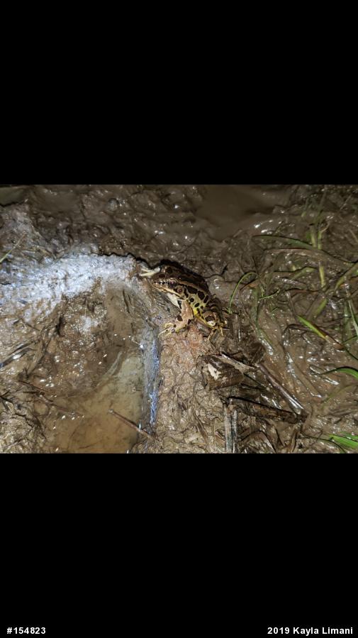 Pickerel Frog