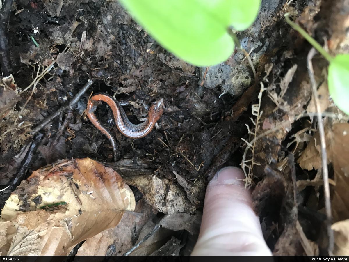 Eastern Red-backed  Salamander