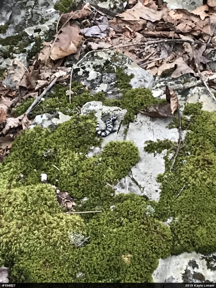 Marbled Salamander