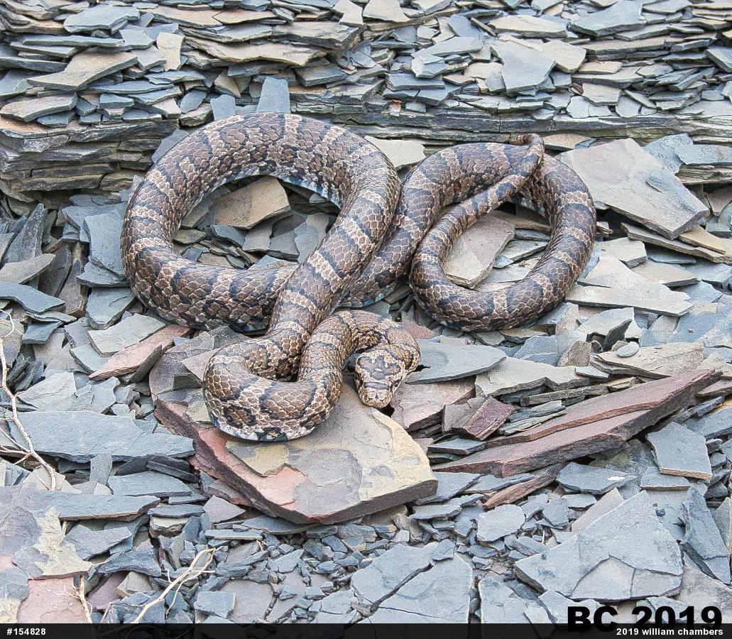 Eastern Milksnake
