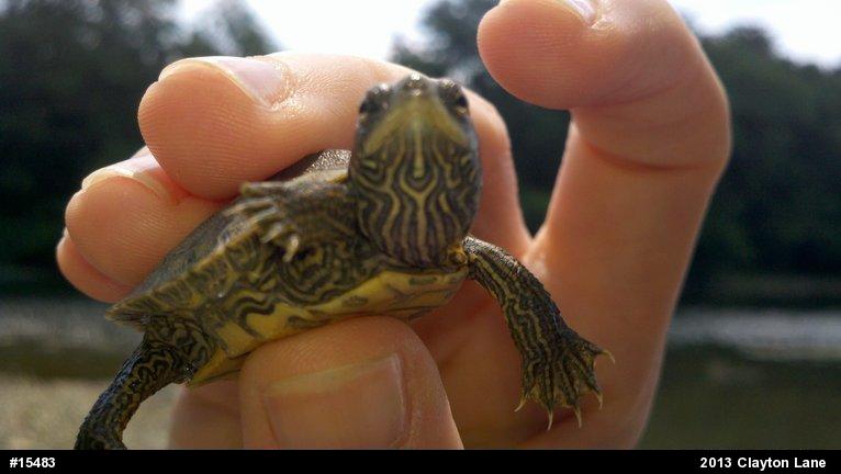 Northern Map Turtle
