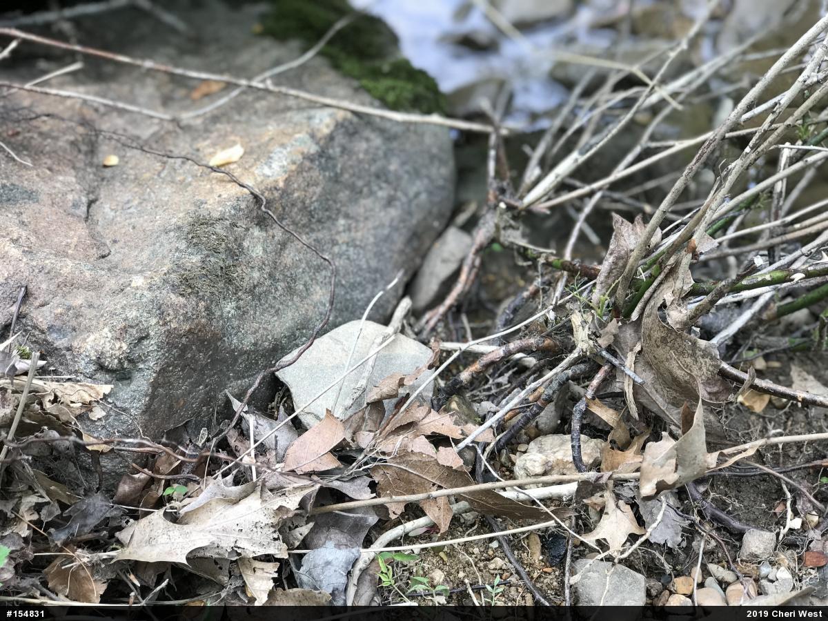 Eastern Ribbonsnake