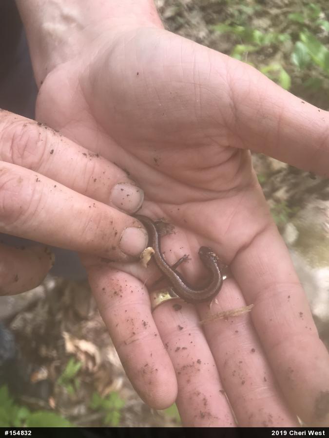 Eastern Red-backed  Salamander