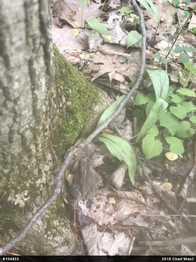 Eastern American Toad