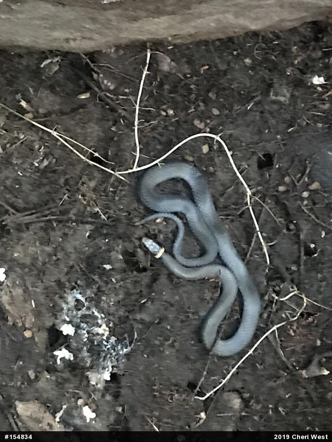 Northern Ring-necked Snake