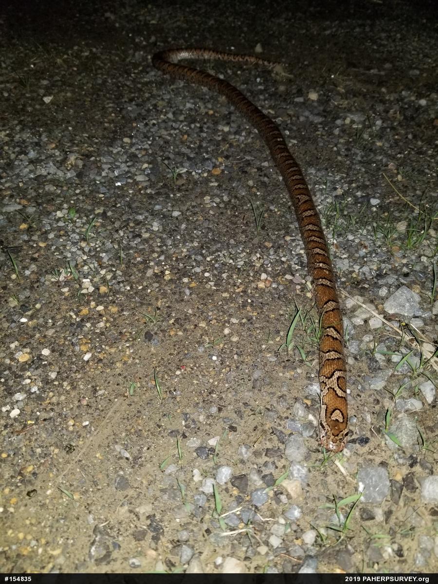 Eastern Milksnake