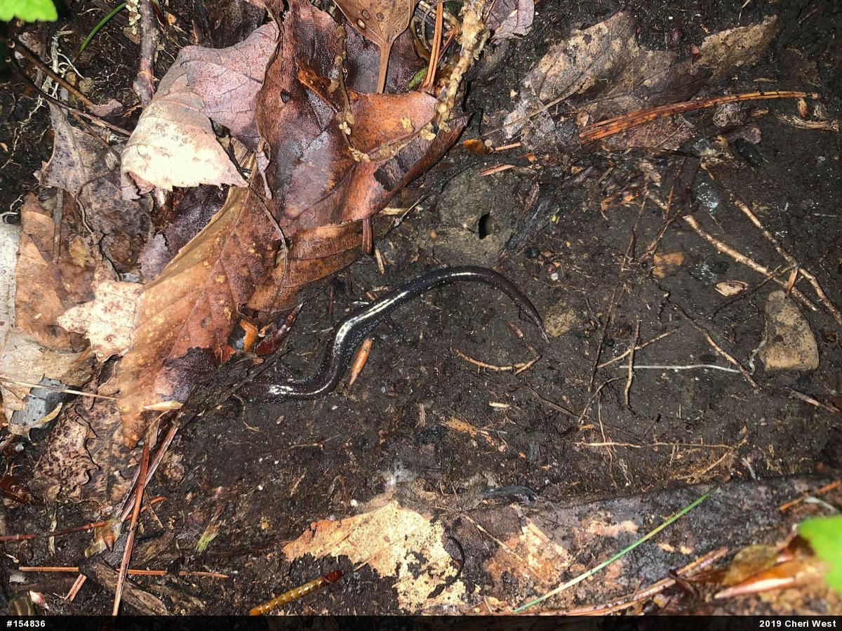 Eastern Red-backed  Salamander