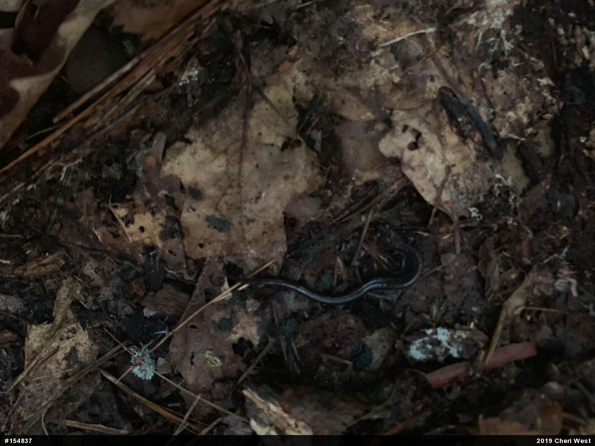 Eastern Red-backed  Salamander