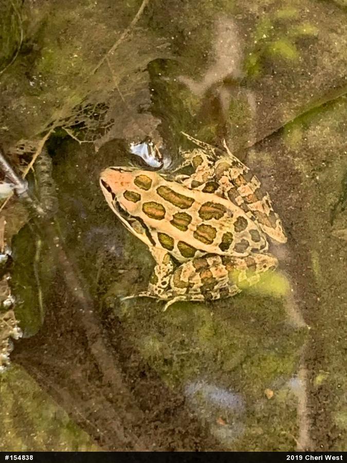 Pickerel Frog