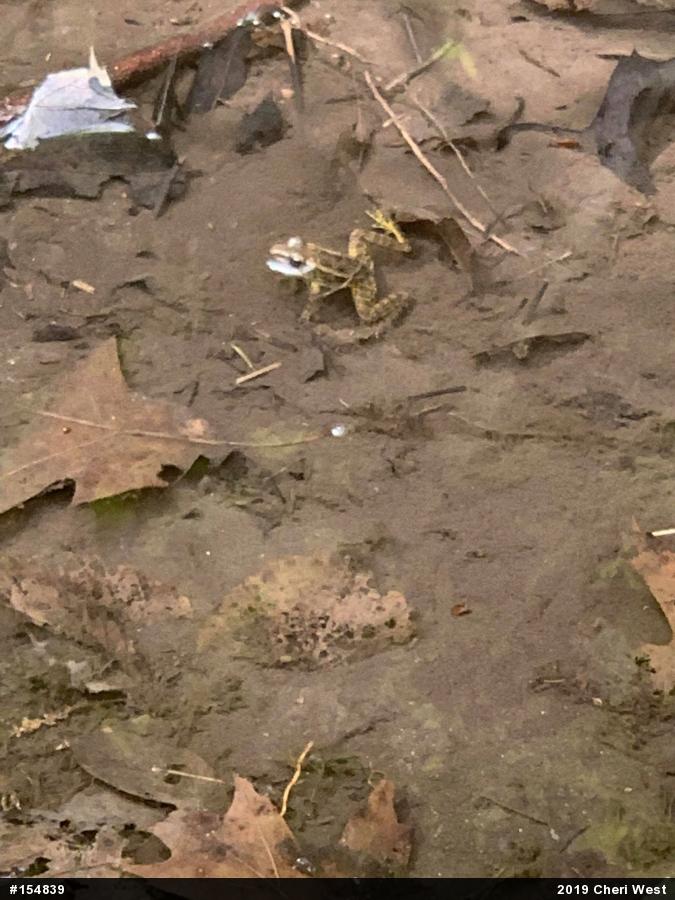 Pickerel Frog