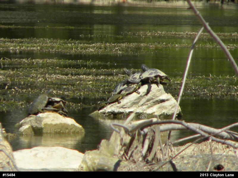 Northern Map Turtle